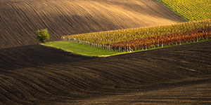 Vinaři z Moravského Toskánska